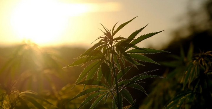 Benzinga Feature- Nascent Cannabis Market Falls Short Of Sustainability Commitments, Sources Say